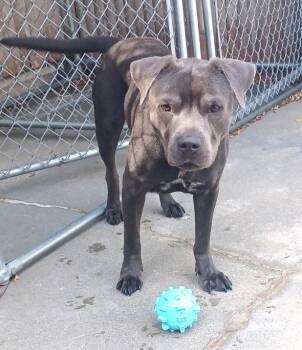 Rescue American Bully Dogs for Adoption in Huntington, New York - JESSIE | PetCurious