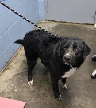 Retriever Dogs Available for Adoption in Evansville, Indiana - Ernesto | PetCurious