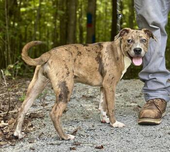 Mystic -  Terrier Dog for Adoption in Meherrin, Virginia - Mystic | PetCurious