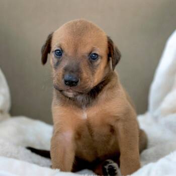 Flora -  Australian Cattle Dog Blue Heeler and Mixed Breed Dog for Adoption in Chapel Hill, North Carolina - Flora | PetCurious