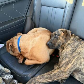 Mixed Breed Dogs Available for Adoption - Marley | PetCurious