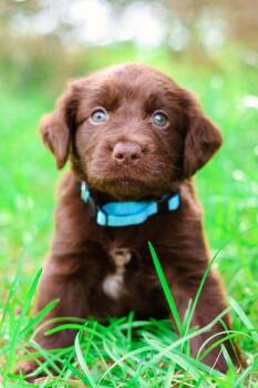 Linguini -  Labrador Retriever and Boykin Spaniel Dog for Adoption in Statesboro, Georgia - Linguini | PetCurious