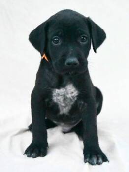 Rescue Labrador Retriever and Mixed Breed Dogs for Adoption in Morton Grove, Illinois - Landon | PetCurious