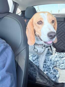 Masha -  Beagle Dog for Adoption in El Mirage, Arizona - Masha | PetCurious