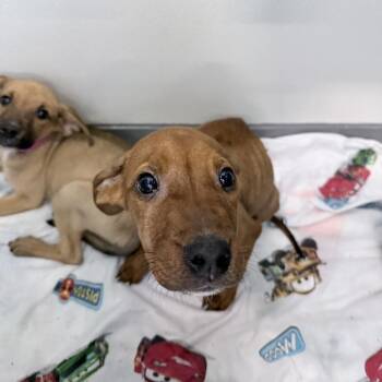 Hugo -  Mixed Breed Dog for Adoption in Auburn, Alabama - Hugo | PetCurious