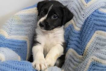 Mixed Breed Dogs Available for Adoption in West Chester, Pennsylvania - Cricket | PetCurious