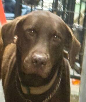 Rescue Doberman Pinscher and Labrador Retriever Dogs for Adoption in Crossville, Tennessee - Brownie Max Petty | PetCurious