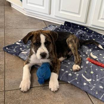 Mixed Breed Dogs Available for Adoption in Shorewood, Illinois - Shaq | PetCurious