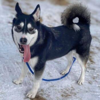 Siberian Husky Dogs Available for Adoption - Lainey | PetCurious