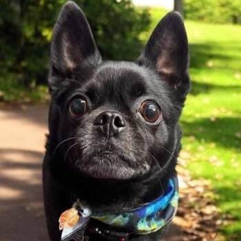 Pomeranian and Pug Dogs Available for Adoption - Dobby Lou | PetCurious