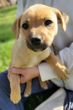 Shepherd Dogs Available for Adoption - Sienna | PetCurious