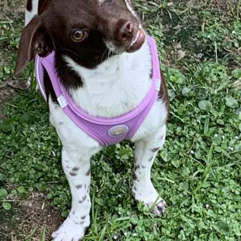 Penelope -  Chihuahua and Chiweenie Dog for Adoption in Baker, Louisiana - Penelope | PetCurious