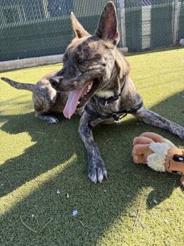 Mountain Cur and Catahoula Leopard Dog Dogs Available for Adoption - Elf | PetCurious