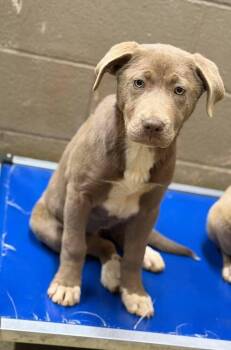 Australian Shepherd and Labrador Retriever Dogs Available for Adoption - Flurry | PetCurious