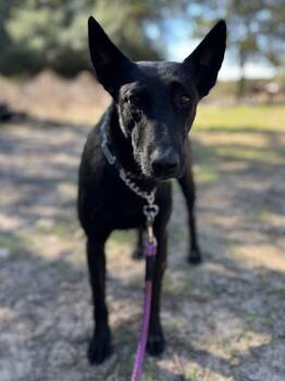 Revna -  Belgian Shepherd Malinois Dog for Adoption in Lexington, Texas - Revna | PetCurious