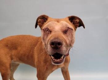 Willow -  Pit Bull Terrier and Coonhound Dog for Adoption in Golden Valley, Minnesota - Willow | PetCurious