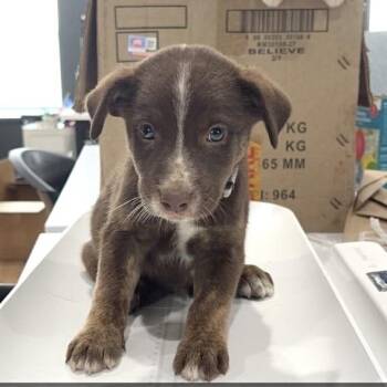 Jamboree -  Australian Shepherd and Catahoula Leopard Dog Dog for Adoption in Livingston, Texas - Jamboree | PetCurious