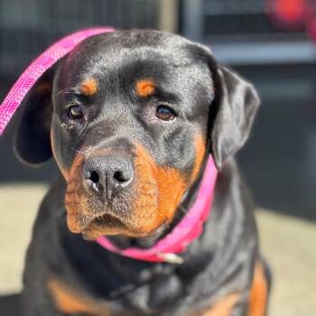 Bella -  Rottweiler Dog for Adoption in Dover, New Hampshire - Bella | PetCurious