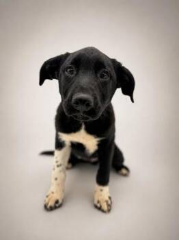 Bear -  Shepherd and Great Pyrenees Dog Available for Adoption in Bowling Green, Kentucky - Bear | PetCurious