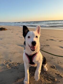 Rescue Cattle Dog Dogs for Adoption in Manhattan Beach, California - Tiny | PetCurious