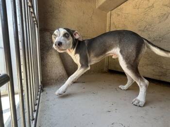 KINGSLEY -  Hound and Siberian Husky Dog for Adoption in Oklahoma City, Oklahoma - KINGSLEY | PetCurious