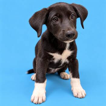 Jupiter -  Pit Bull Terrier and Mixed Breed Dog for Adoption in Concord, North Carolina - Jupiter | PetCurious