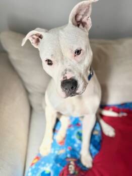 Rescue Mixed Breed Dogs for Adoption in Chamblee, Georgia - Wildflower - IN FOSTER | PetCurious