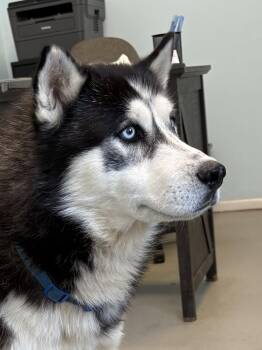 Rescue Husky Dogs for Adoption in Big Rapids, Michigan - Akbar | PetCurious