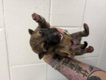 A597005 -  German Shepherd Dog Dog for Adoption in San Bernardino, California - A597005 | PetCurious