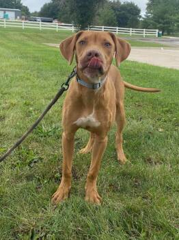 Jackson -  Hound Dog for Adoption in Maryville, Missouri - Jackson | PetCurious