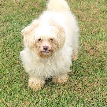 River -  Miniature Poodle Dog for Adoption - River | PetCurious