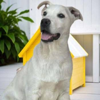 Labrador Retriever and Mixed Breed Dogs Available for Adoption in Westland, Michigan - Ralphie | PetCurious