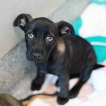 Wolverine -  Shepherd and Mixed Breed Dog for Adoption in Atlanta, Georgia - Wolverine | PetCurious