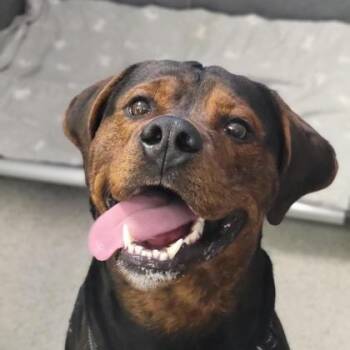 Mixed Breed Dogs Available for Adoption in Cooperstown, New York - Enzo | PetCurious