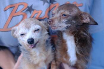 Chihuahua Dogs Available for Adoption in Winnabow, North Carolina - Mika | PetCurious