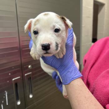 Terrier Dogs Available for Adoption - Alani | PetCurious