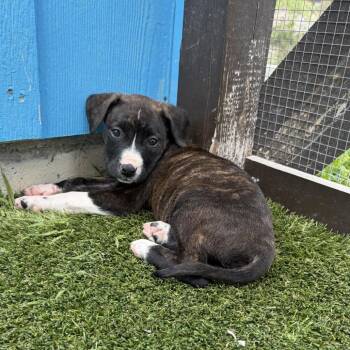 Mixed Breed Dogs Available for Adoption in Loxahatchee Groves, Florida - Miriam 3525 | PetCurious