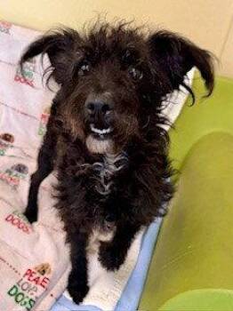 Schnauzer Dogs Available for Adoption in Clyde, North Carolina - ADA | PetCurious