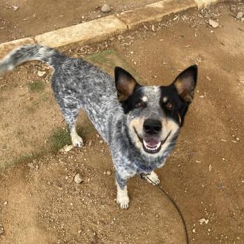 Australian Cattle Dog Blue Heeler and Mixed Breed Dogs Available for Adoption in Austin, Texas - Chispas | PetCurious