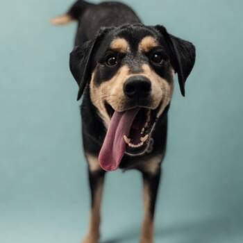 Rescue Hound Dogs for Adoption in Concord, North Carolina - Tank | PetCurious