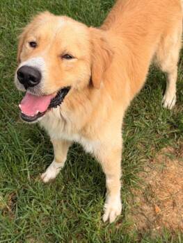Murphy -  Golden Retriever Mix Dog for Adoption in Knoxville, Tennessee - Murphy | PetCurious