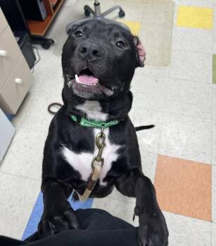 Butchy -  Pit Bull Terrier Dog for Adoption in Sioux City, Iowa - Butchy | PetCurious