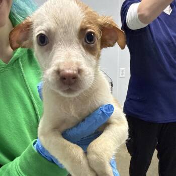 Mixed Breed Dogs Available for Adoption - Toffee | PetCurious