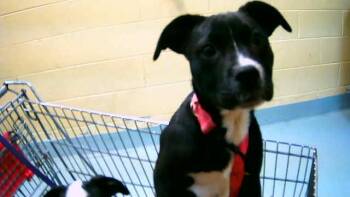 Pit Bull Terrier and Mixed Breed Dogs Available for Adoption - LUNA | PetCurious