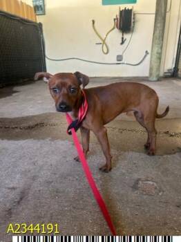 DOMINICK -  Mixed Breed Dog for Adoption in West Palm Beach, Florida - DOMINICK | PetCurious
