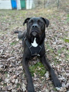 Rescue Pit Bull Terrier Dogs for Adoption in Candler, North Carolina - Coco | PetCurious
