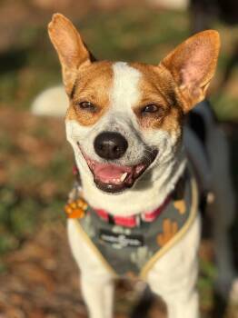 Jack Russell Terrier and Chihuahua Dogs Available for Adoption - Jack Jack | PetCurious