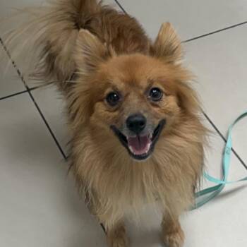 Zuko 2 -  Pomeranian Dog for Adoption in Las Vegas, Nevada - Zuko 2 | PetCurious