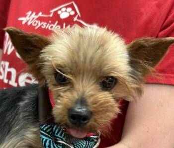 Ozzy -  Yorkshire Terrier Dog for Adoption in Kansas City, Missouri - Ozzy | PetCurious