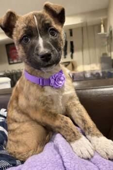 Mixed Breed Dogs Available for Adoption - Kingsley | PetCurious